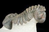 Two Large, Bumpy Phacops Trilobites #6927-4